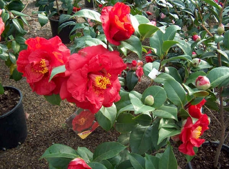 camelia orientale